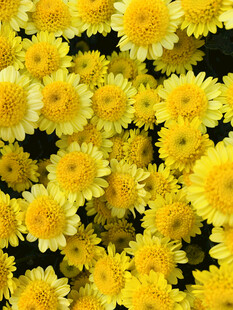 黄菊花