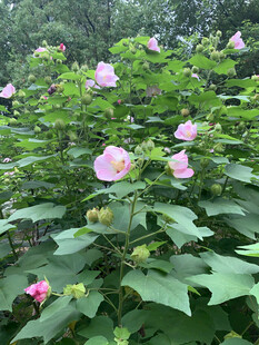 木槿花