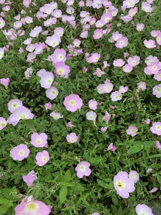 月见草