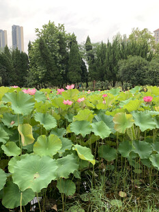 荷花 荷叶