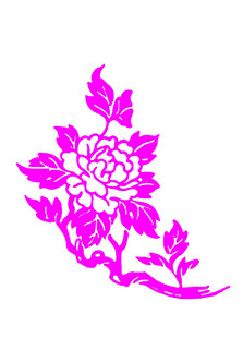 牡丹