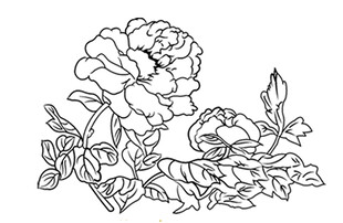 牡丹花卉线稿图