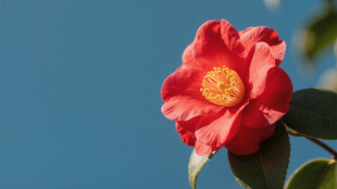 山茶花 
