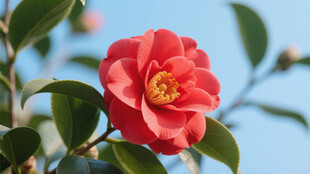 山茶花 