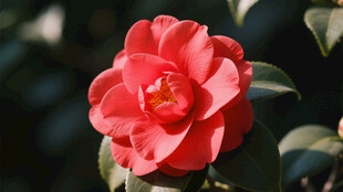 山茶花 