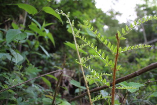 野外繁茂的绿色植物