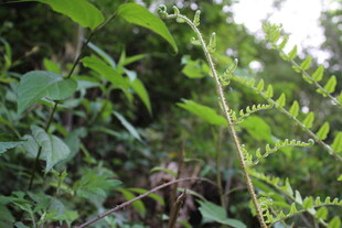 野外繁茂的绿色植物景象