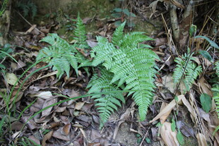 野生蕨类植物特写