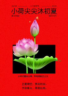 夏日小荷绽放