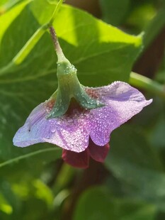 紫花绿叶特写