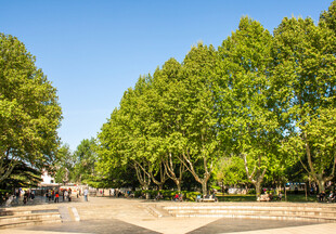 绿树成荫的园林景观