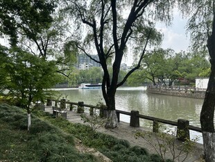 湖畔绿树环绕的宁静景致