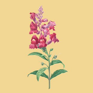 手绘粉色花卉