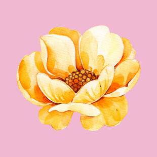 黄色花朵水彩插画