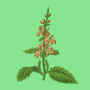 红色花朵绿叶植物插画