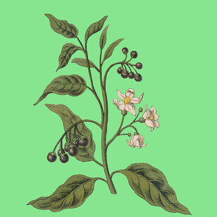 手绘植物花卉插画