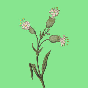 手绘粉色小花植物插画