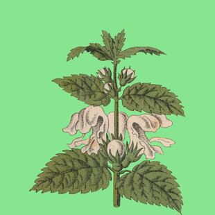 粉色花朵植物插画