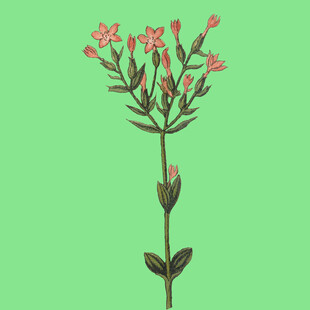 粉色小花植物插画