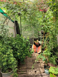 庭院绿植小径景观