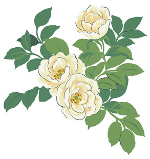 三朵白玫瑰与绿叶插画