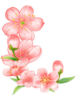 粉色绽放的美丽樱花花朵
