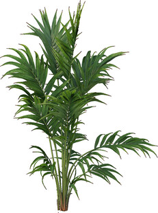 室内绿植散尾葵盆栽