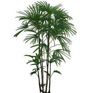 优雅散尾葵植物特写