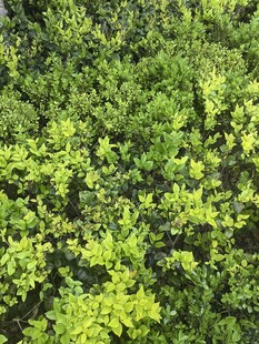 翠绿繁茂的植物景观