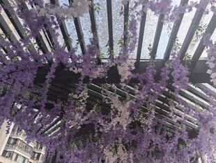 紫藤花垂挂于木质花架