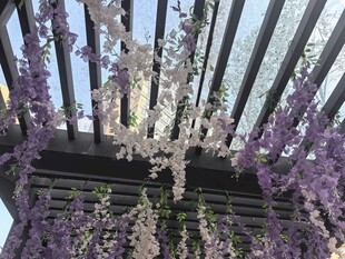 紫藤花垂挂的梦幻花架