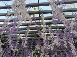 紫藤花垂挂于木质架上