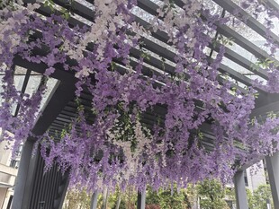 紫藤花垂挂的浪漫景致