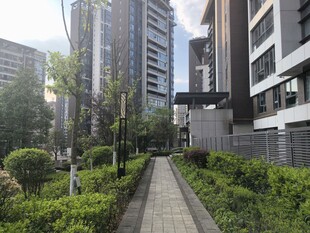 都市中的静谧绿植小径