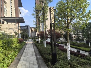 小区内整洁的林荫步道