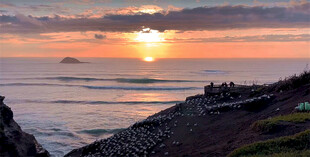 新西兰鸟岛风景