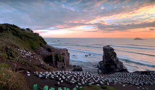 新西兰鸟岛风景