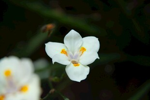 白色小花绽放瞬间