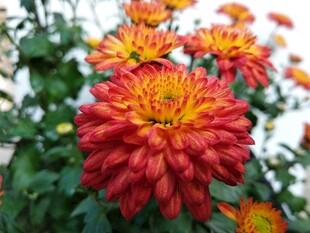 橙红色菊花