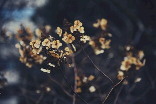 美丽小花