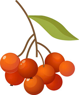 橙红色浆果枝叶插画