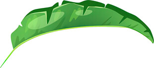 弯曲的鲜绿芭蕉叶