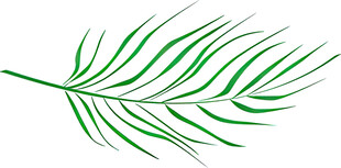 绿色羽状叶片插画