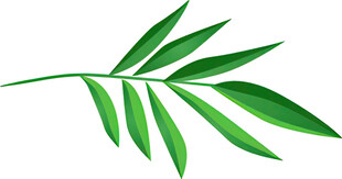 翠绿叶片 清新自然植物