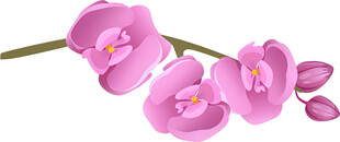 粉色兰花花枝特写