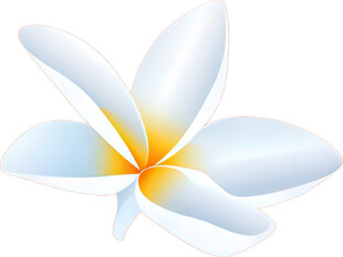 白色鸡蛋花花朵图案