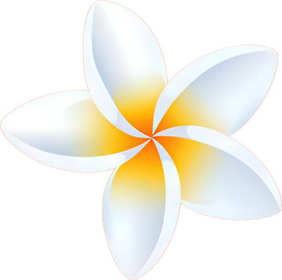 美丽鸡蛋花花朵图案