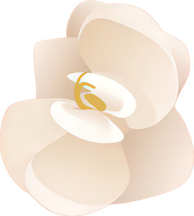 优雅白色花朵插画