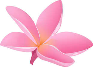 粉色鸡蛋花插画图案