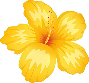 黄色木槿花插画